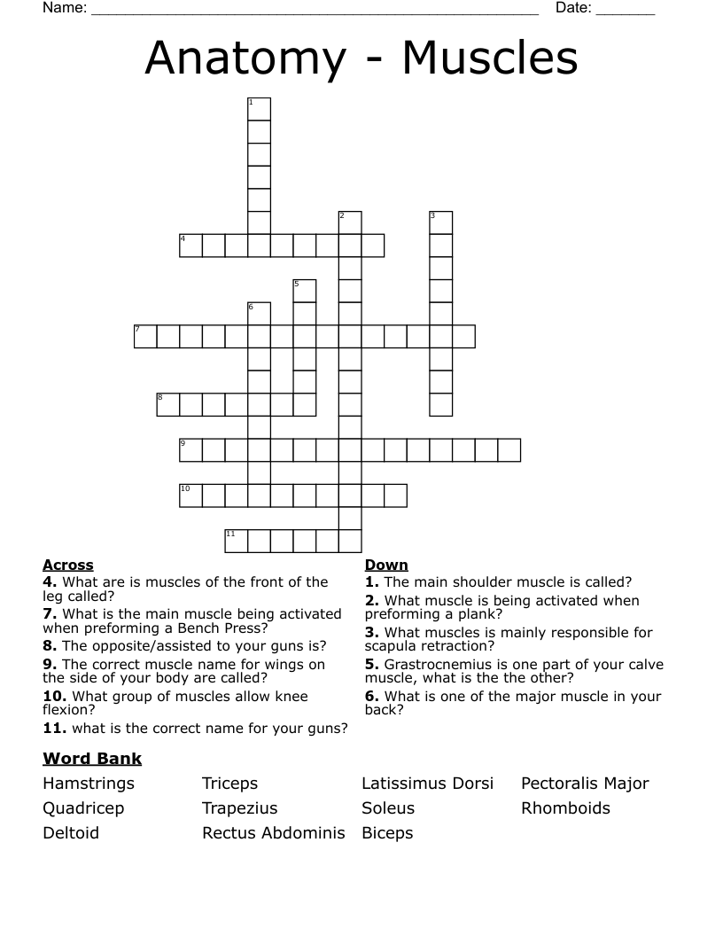 Anatomy - Muscles Crossword