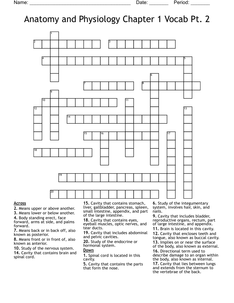 Anatomy and Physiology Chapter 1 Vocab Pt. 2 Crossword