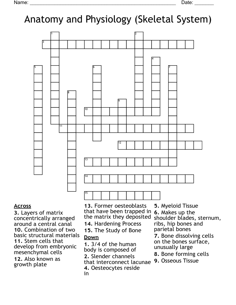 Anatomy and Physiology (Skeletal System) Crossword
