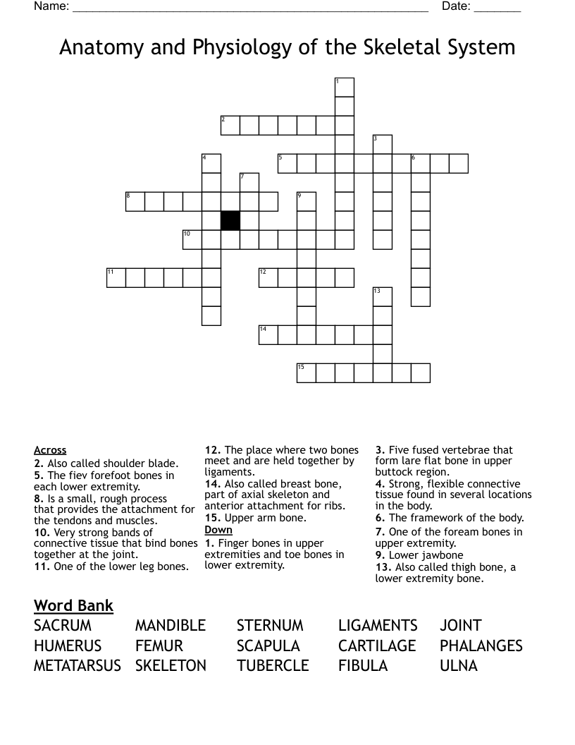 Anatomy and Physiology of the Skeletal System Crossword
