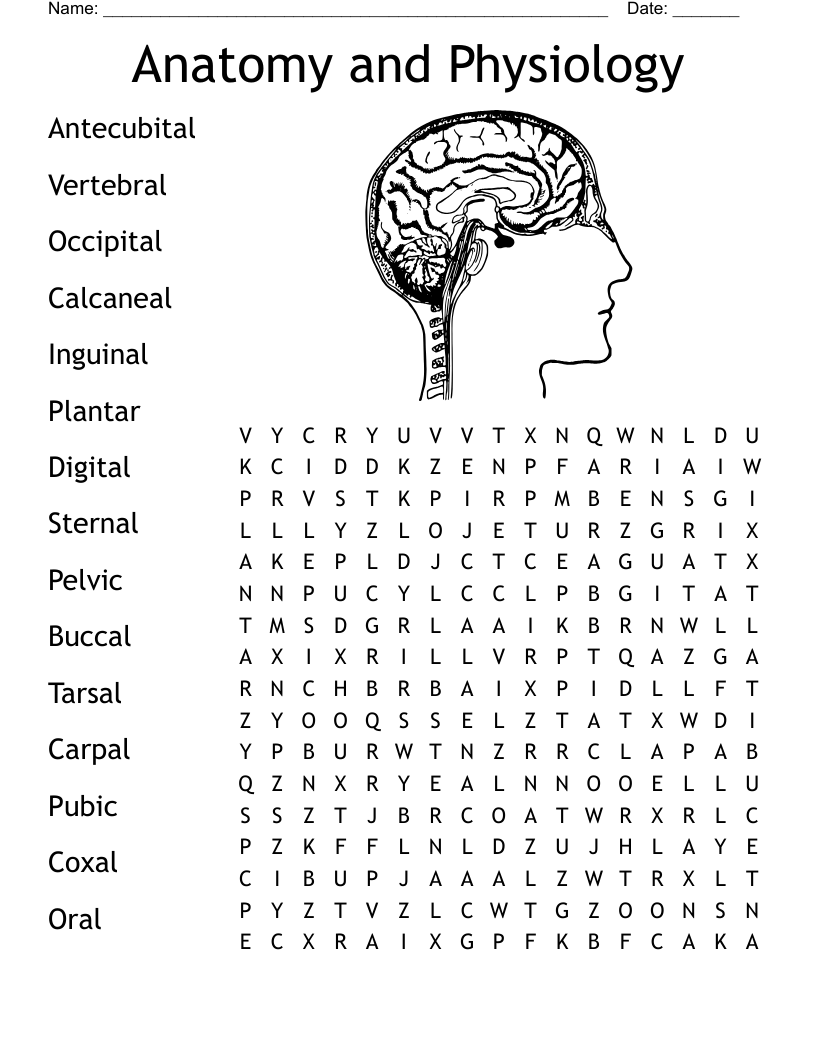 Anatomy and Physiology  Word Search