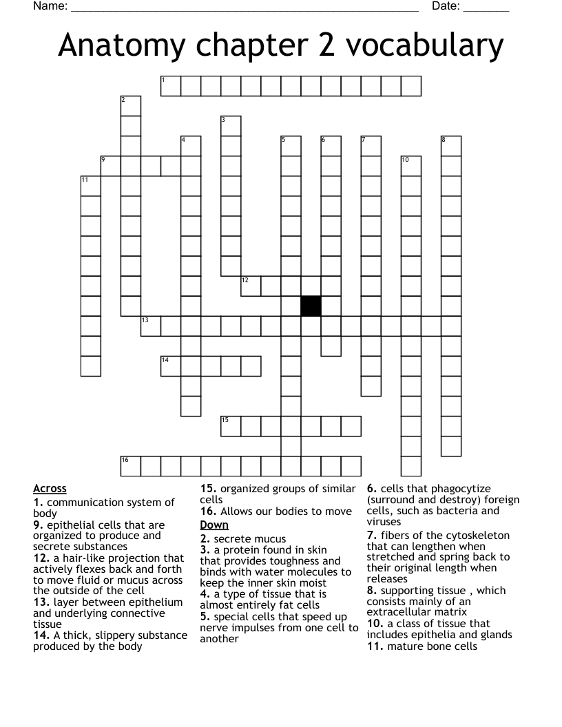 Anatomy chapter 2 vocabulary Crossword
