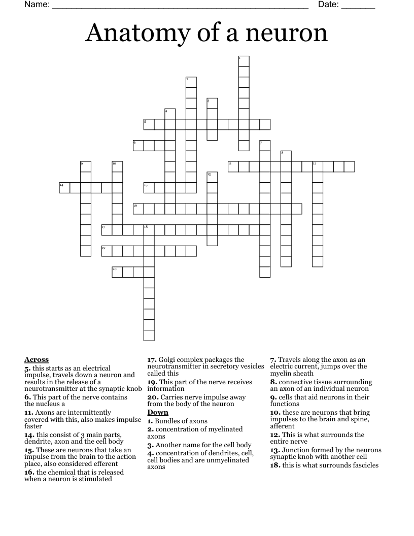Anatomy of a neuron Crossword