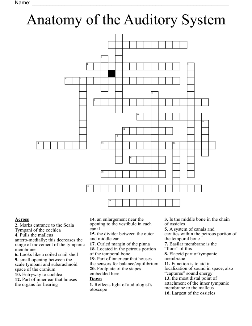Anatomy of the Auditory System Crossword