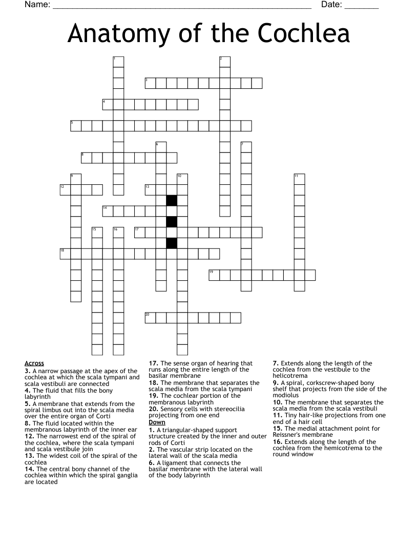 Anatomy of the Cochlea Crossword