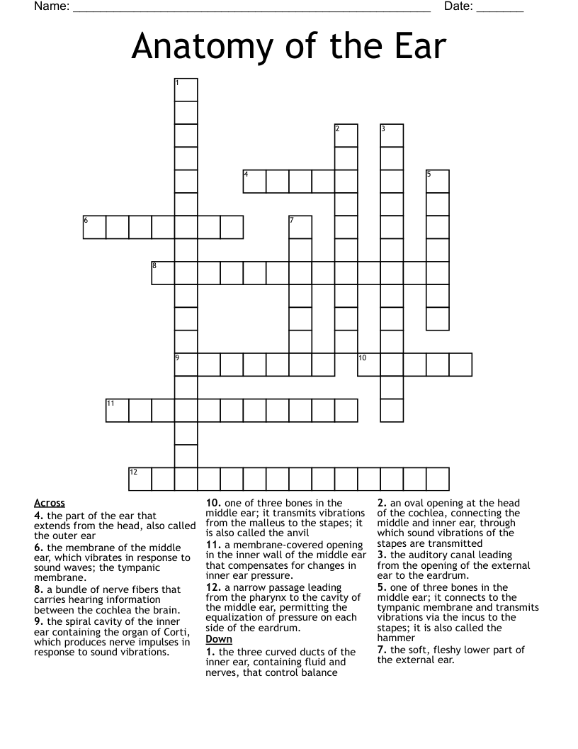 Anatomy of the Ear Crossword