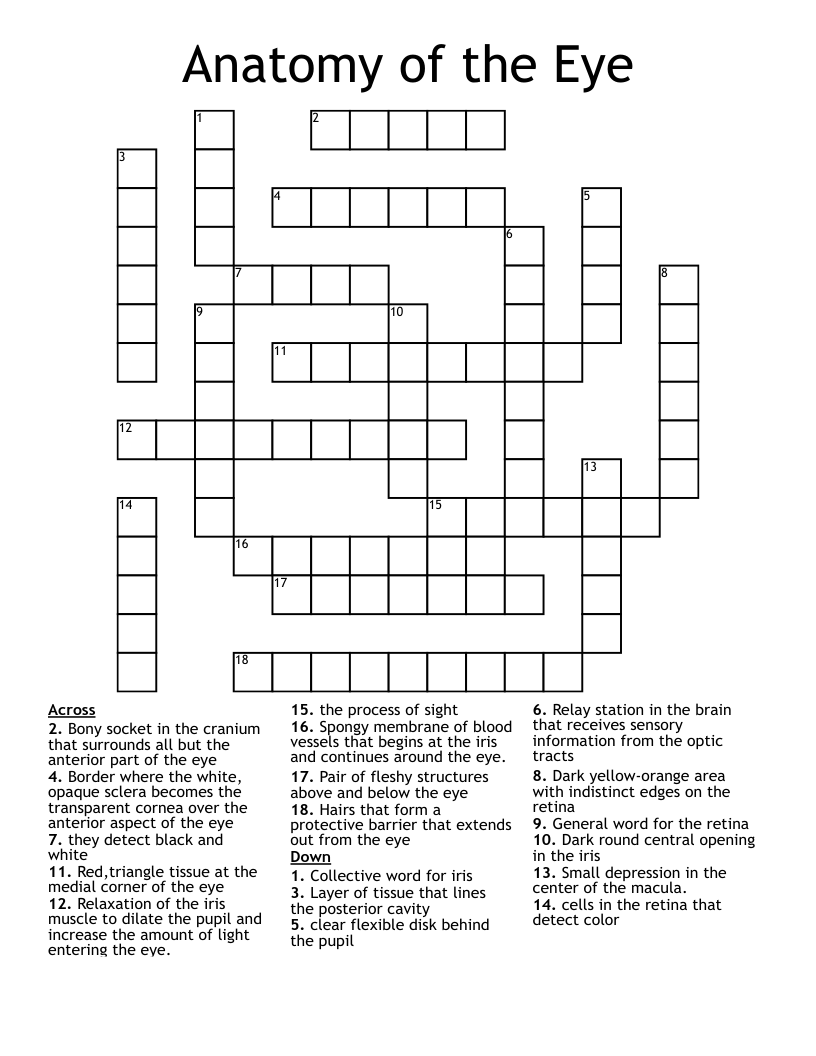Anatomy of the Eye Crossword