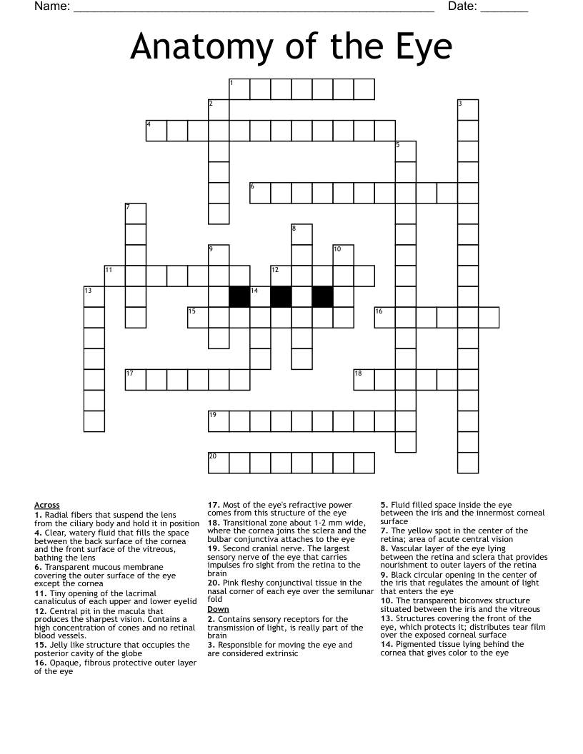 Anatomy of the Eye Crossword