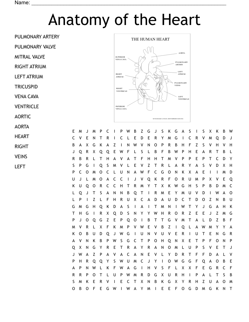 Anatomy of the Heart Word Search