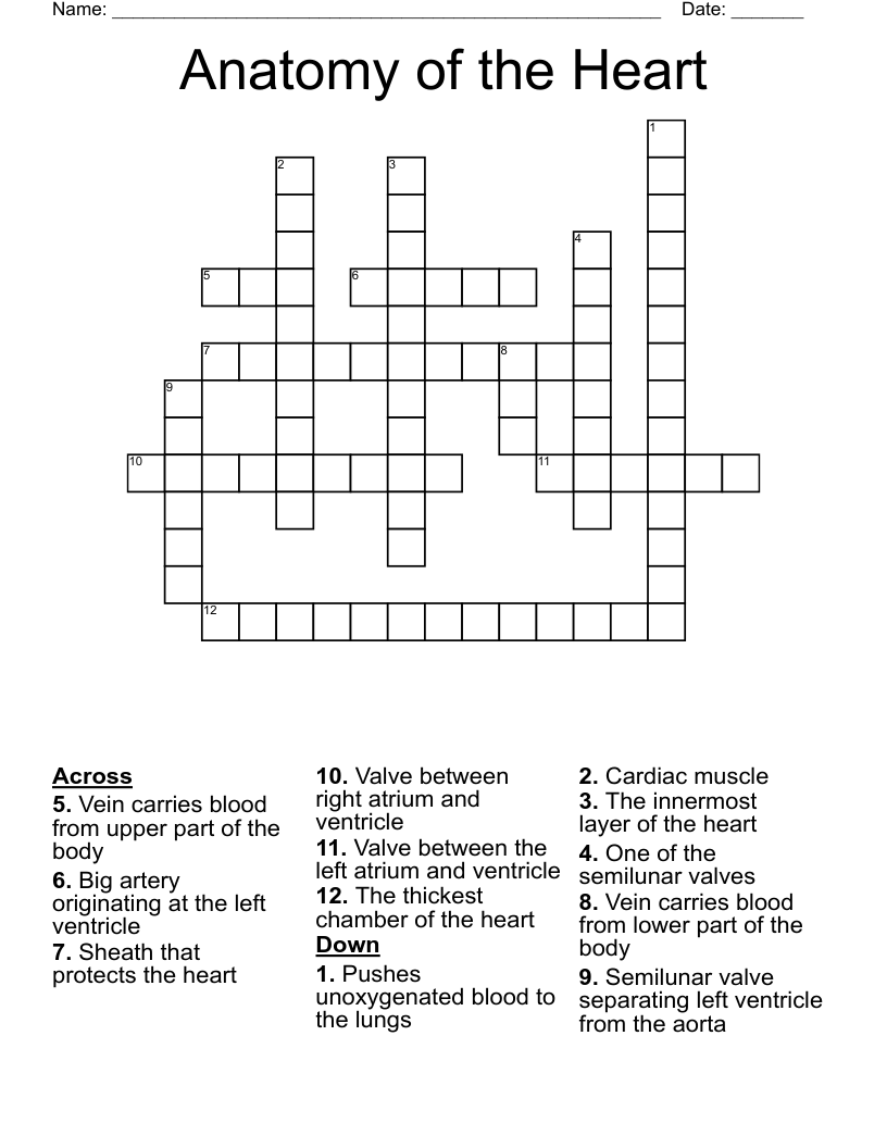 Anatomy of the Heart Crossword