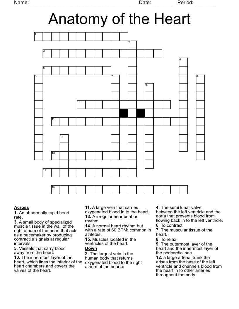 Anatomy of the Heart Crossword