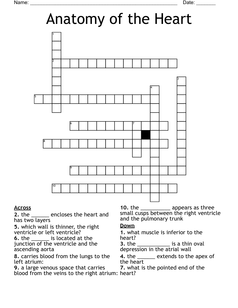 Anatomy of the Heart Crossword