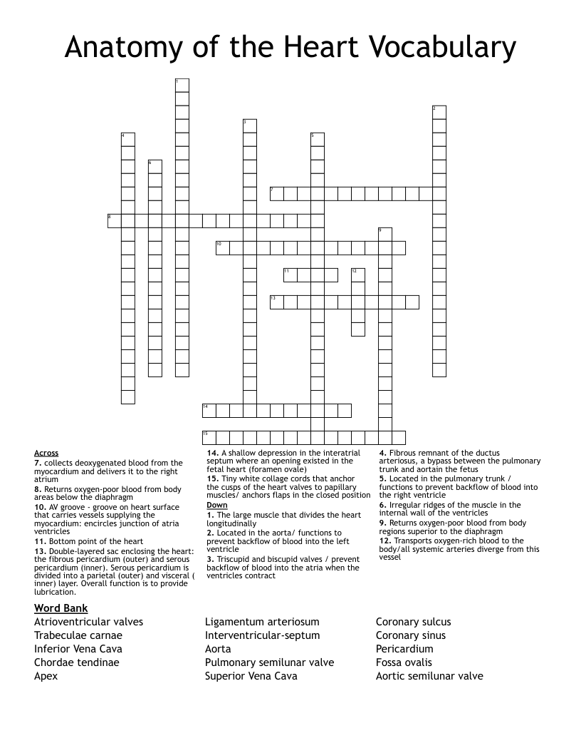 Anatomy of the Heart Vocabulary  Crossword