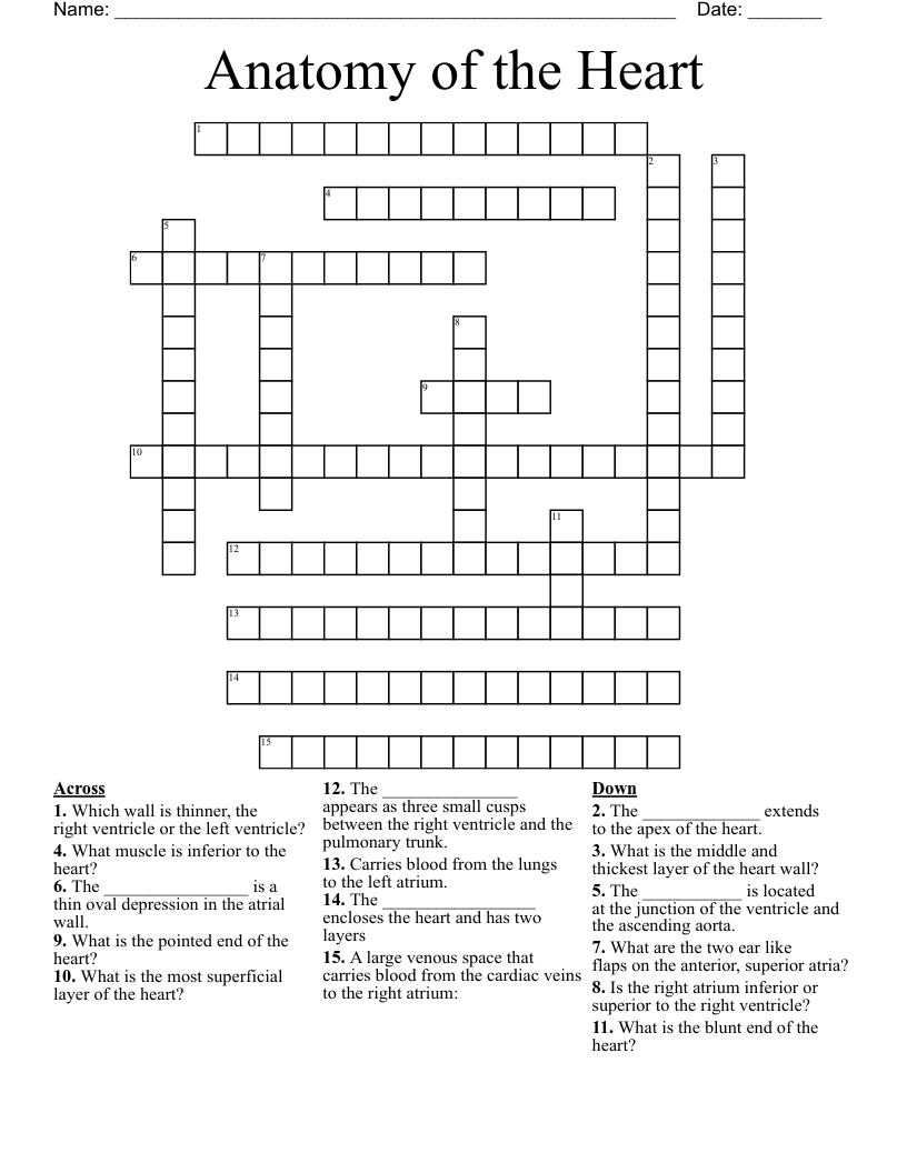 Anatomy of the Heart  Crossword