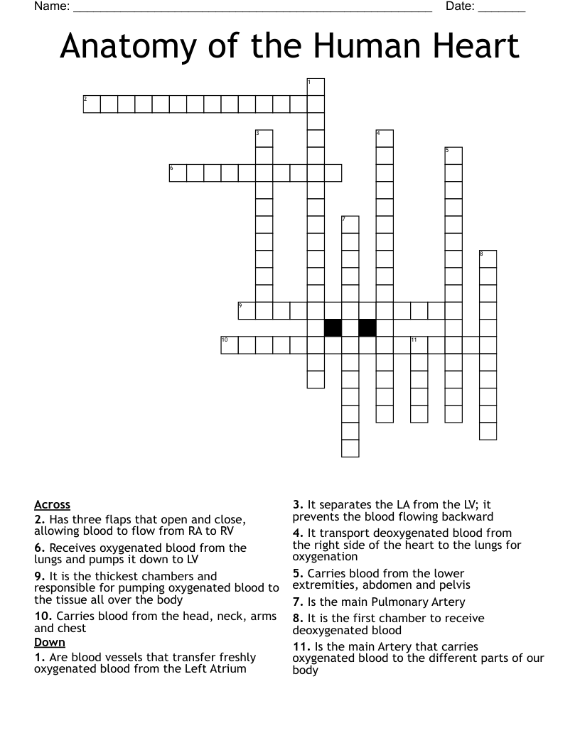 Anatomy of the Human Heart Crossword