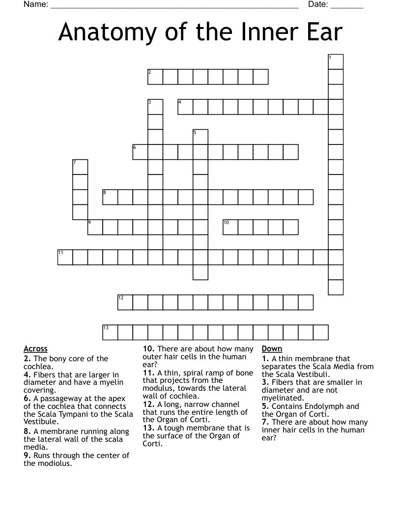 Anatomy of the Inner Ear Crossword