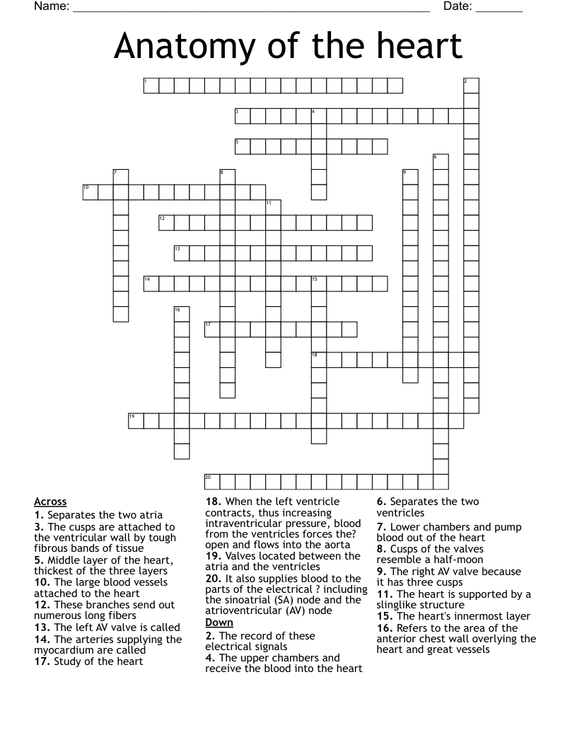Anatomy of the heart Crossword