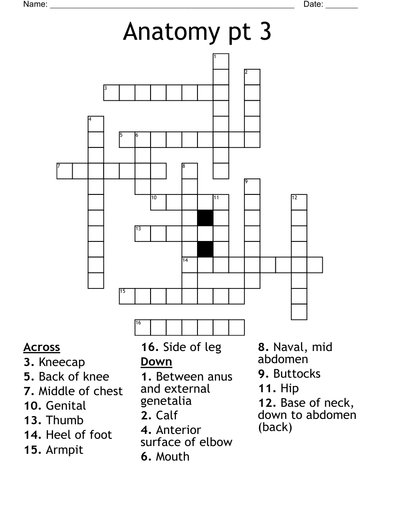 Anatomy pt 3 Crossword