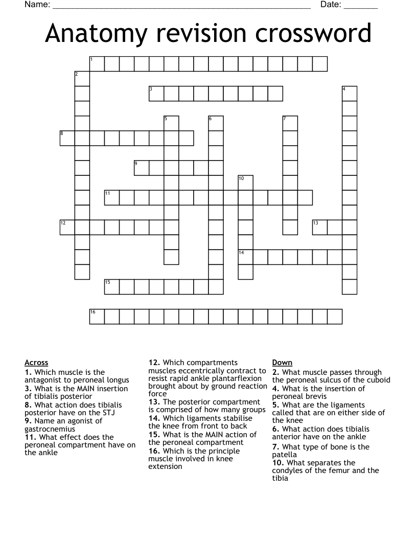 Anatomy revision crossword