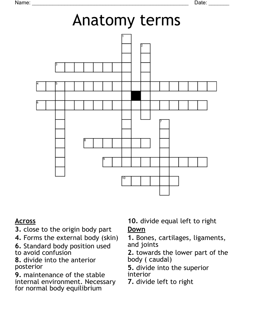 Anatomy terms Crossword