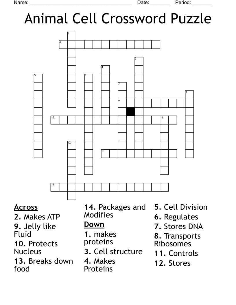 Animal Cell Crossword Puzzle