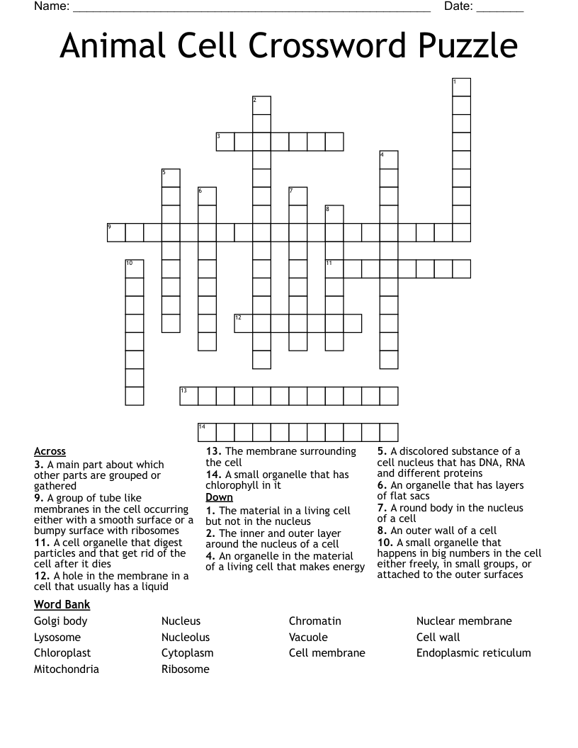 Animal Cell Crossword Puzzle