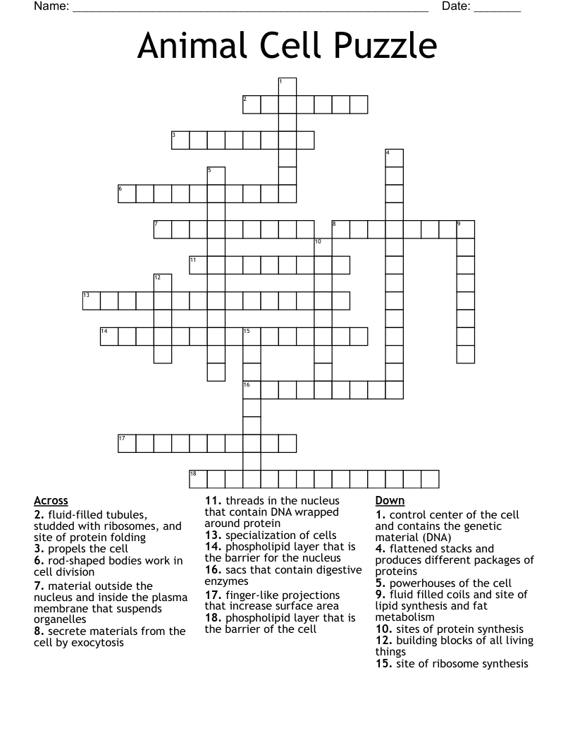 Animal Cell Puzzle Crossword
