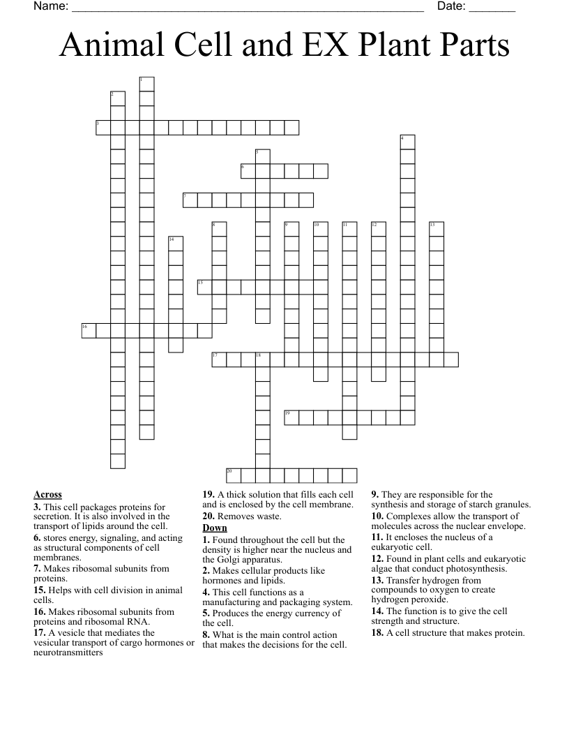 Animal Cell and EX Plant Parts Crossword