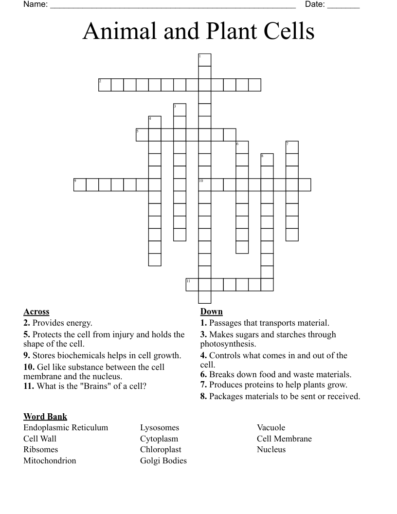 Animal and Plant Cells Crossword