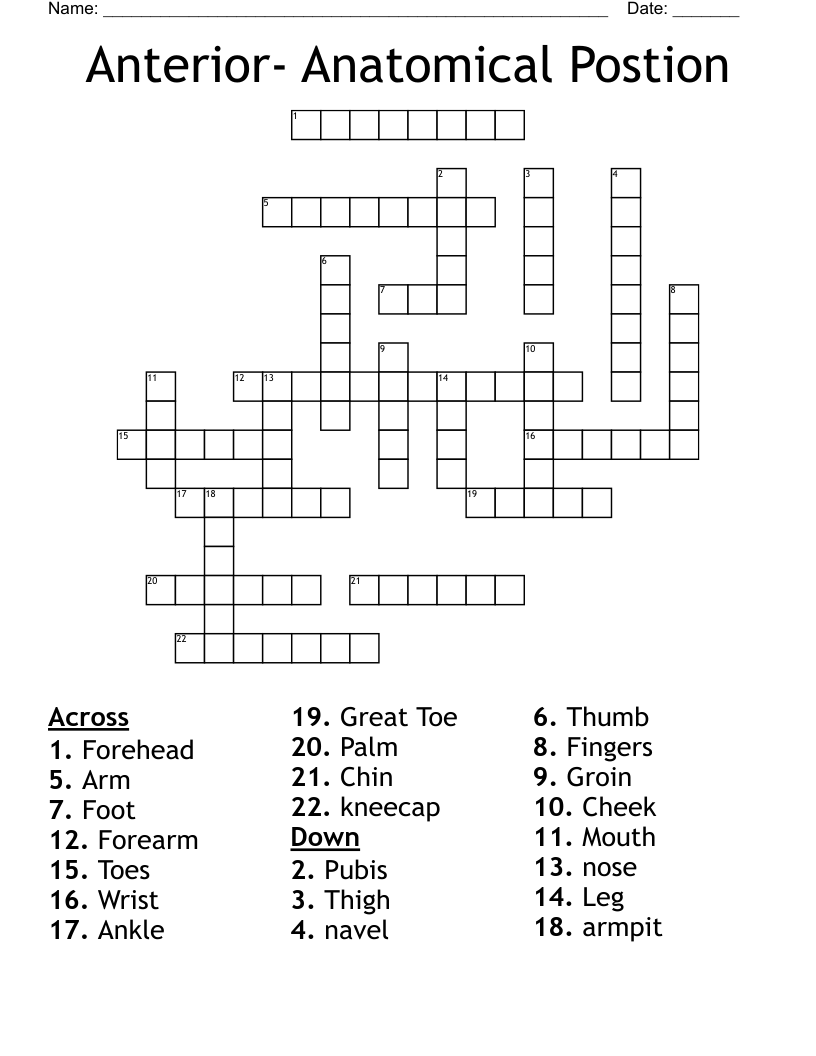 Anterior- Anatomical Postion Crossword