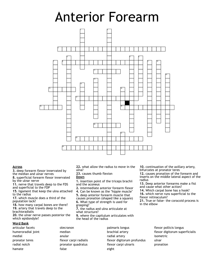 Anterior Forearm  Crossword