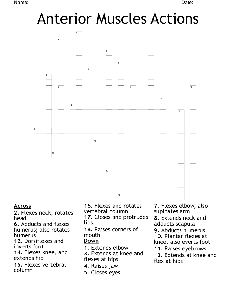 Anterior Muscles Actions Crossword