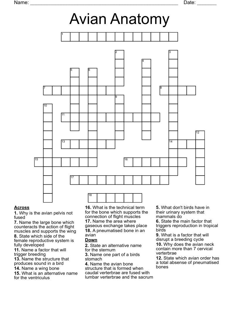Avian Anatomy Crossword