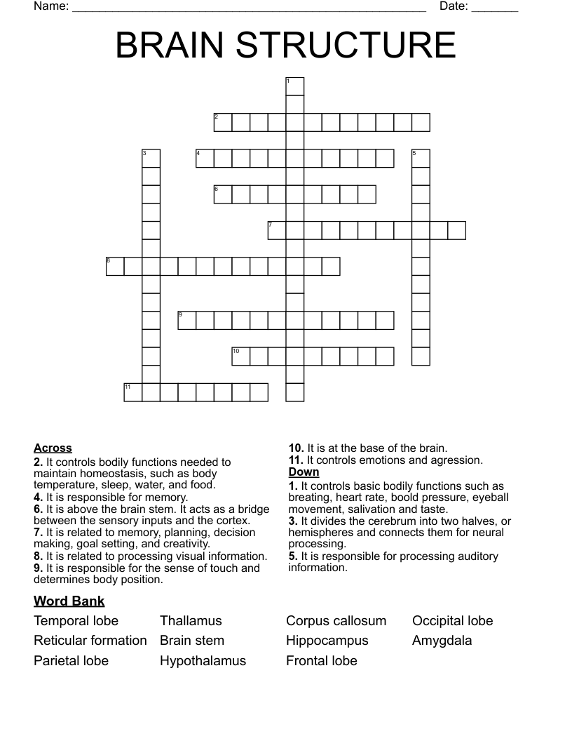 BRAIN STRUCTURE Crossword