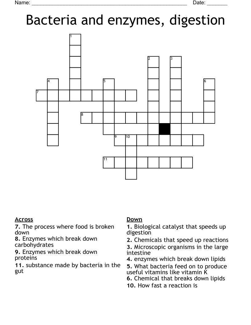Bacteria and enzymes, digestion Crossword