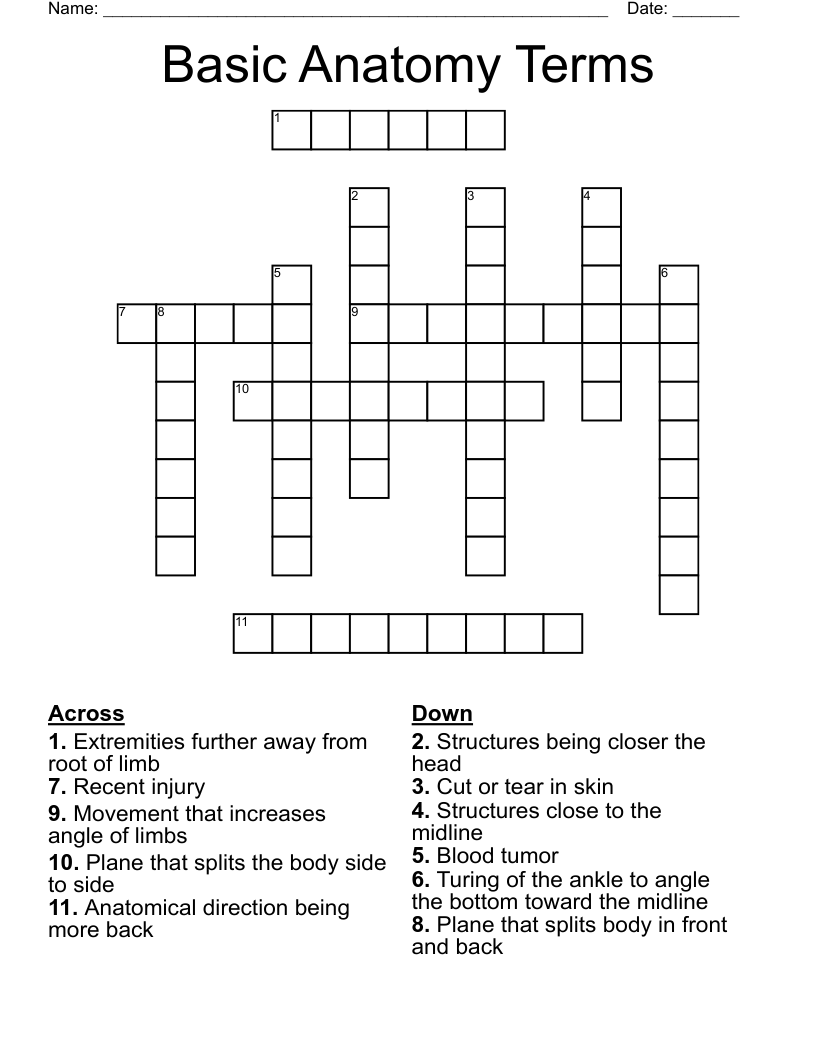 Basic Anatomy Terms Crossword