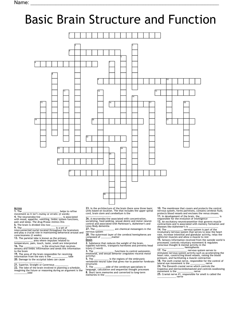 Basic Brain Structure and Function Crossword