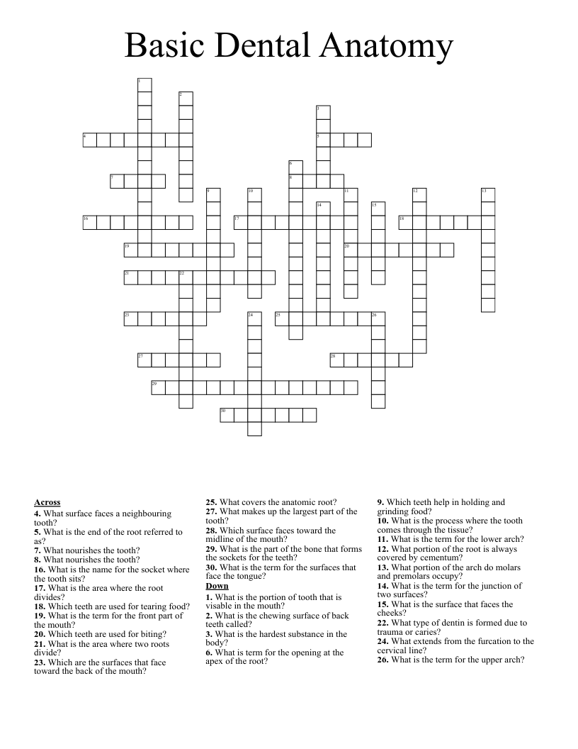 Basic Dental Anatomy Crossword
