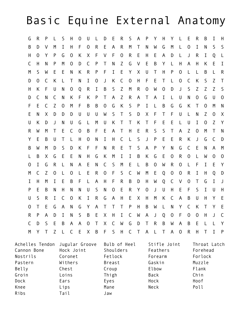 Basic Equine External Anatomy Word Search