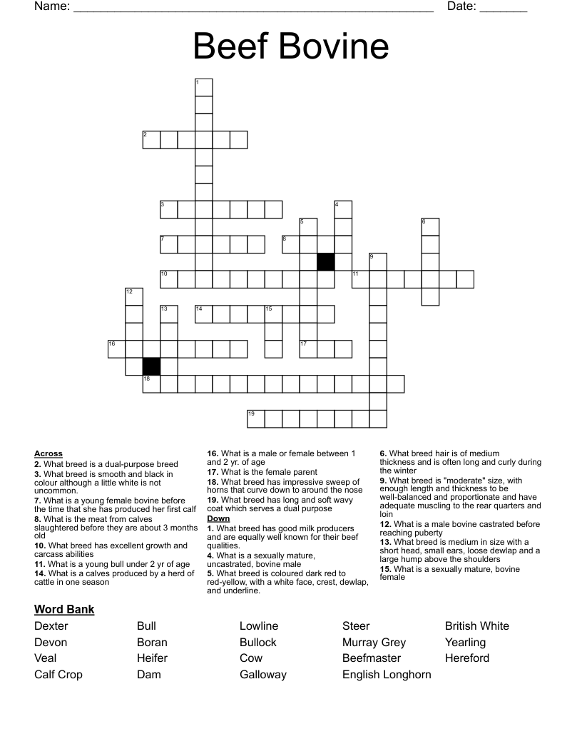 Beef Bovine  Crossword