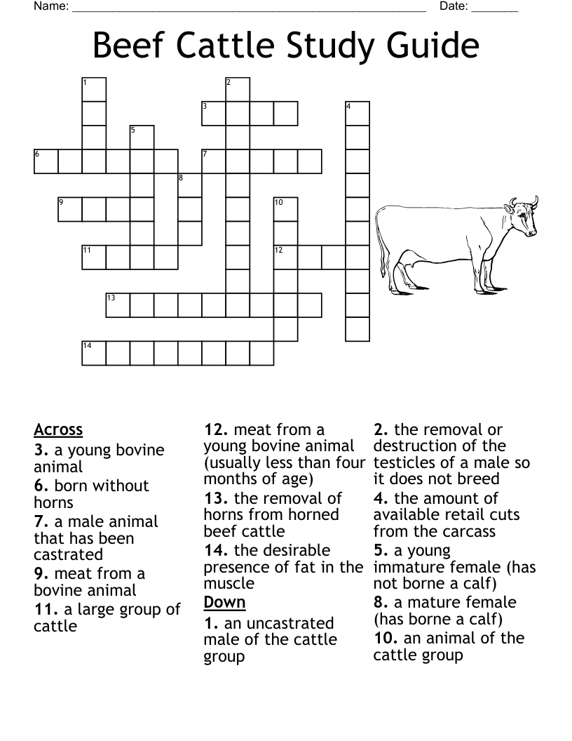 Beef Cattle Study Guide Crossword