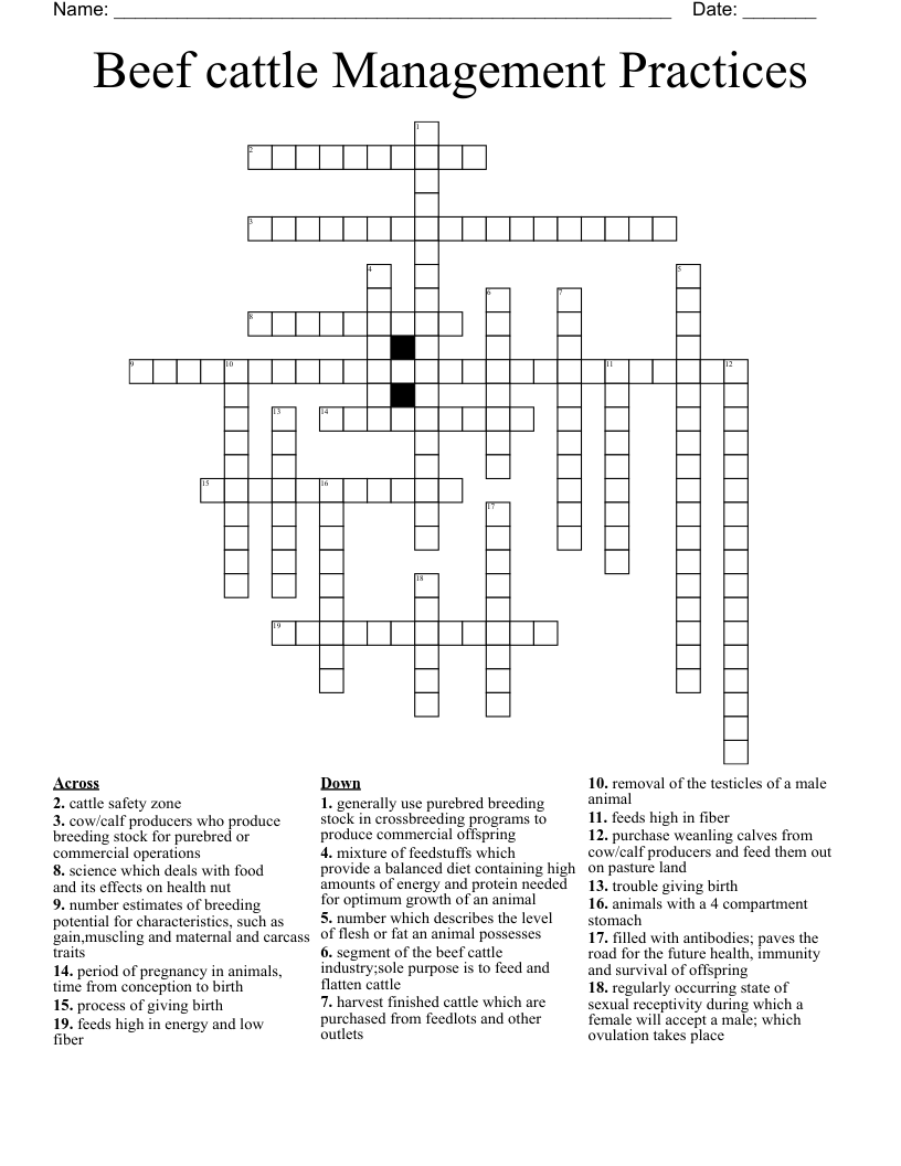 Beef cattle Management Practices Crossword