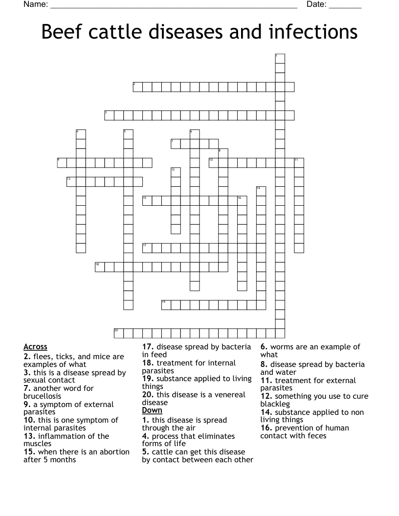 Beef cattle diseases and infections Crossword