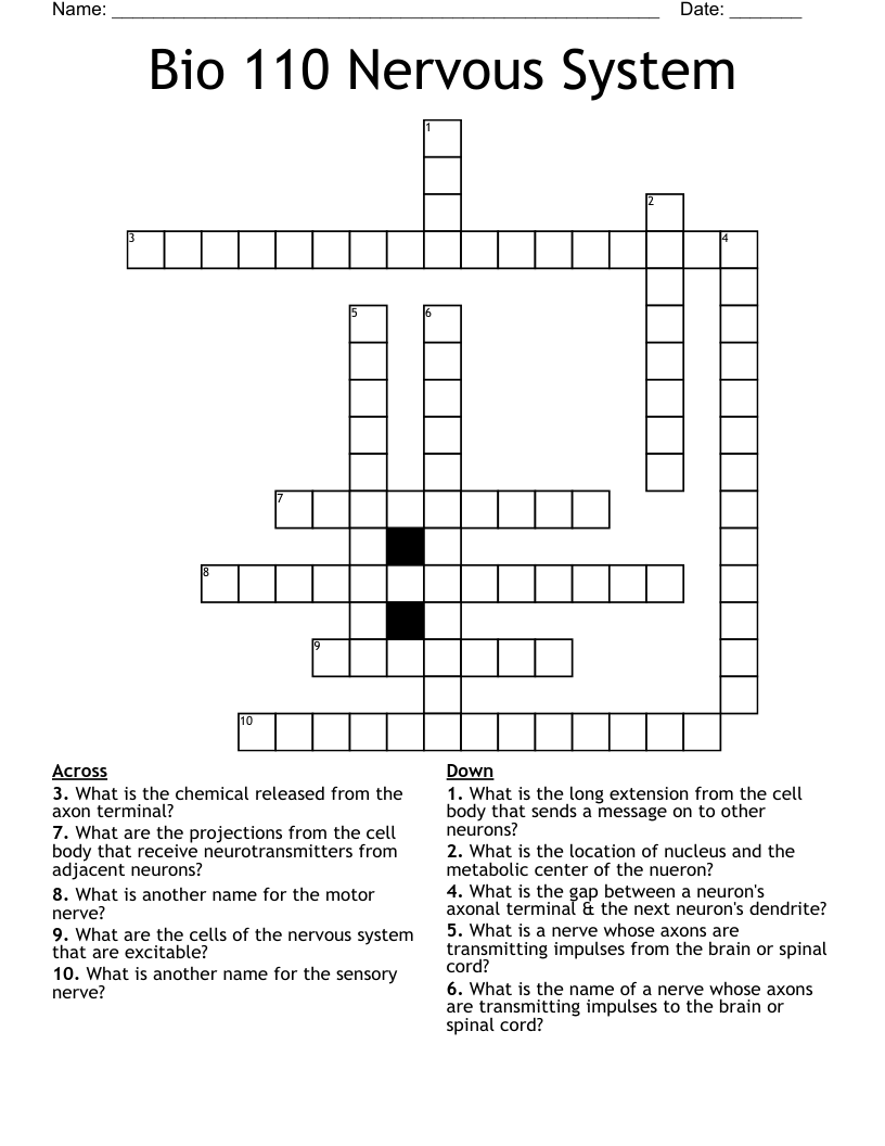 Bio 110 Nervous System Crossword