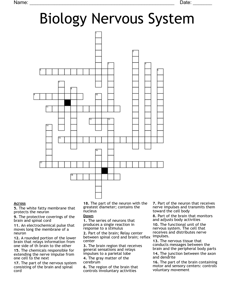 Biology Nervous System  Crossword