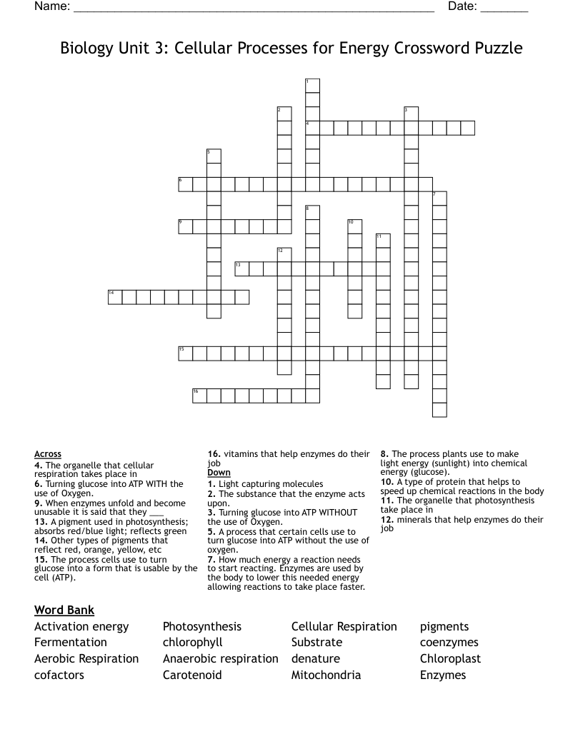 Biology Unit 3: Cellular Processes for Energy Crossword Puzzle