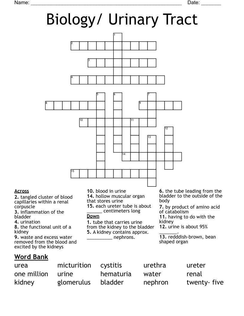 Biology/ Urinary Tract  Crossword