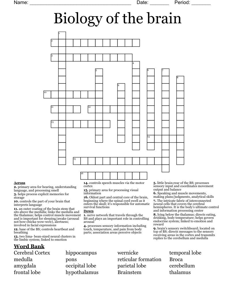 Biology of the brain Crossword