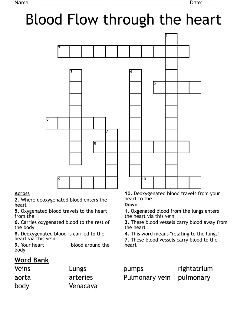 Blood Flow through the heart Crossword