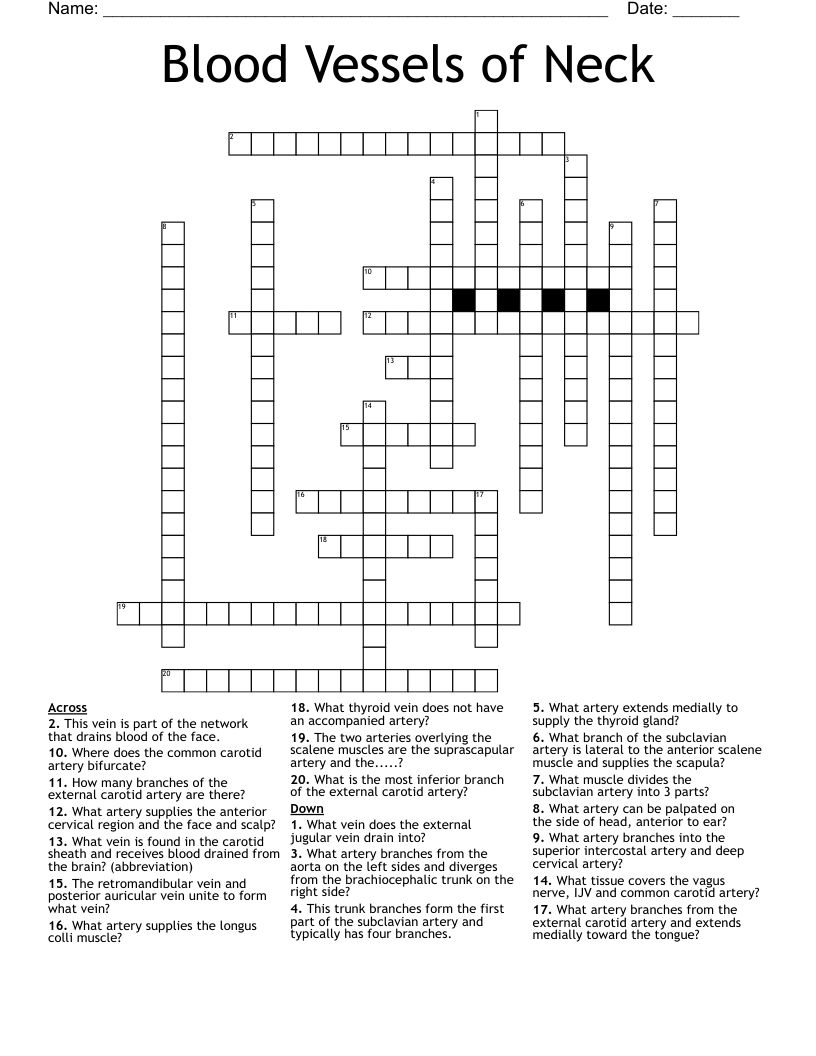 Blood Vessels of Neck  Crossword